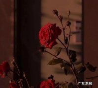 玫瑰颜色的含义及图片 不同的玫瑰花代表了什么
