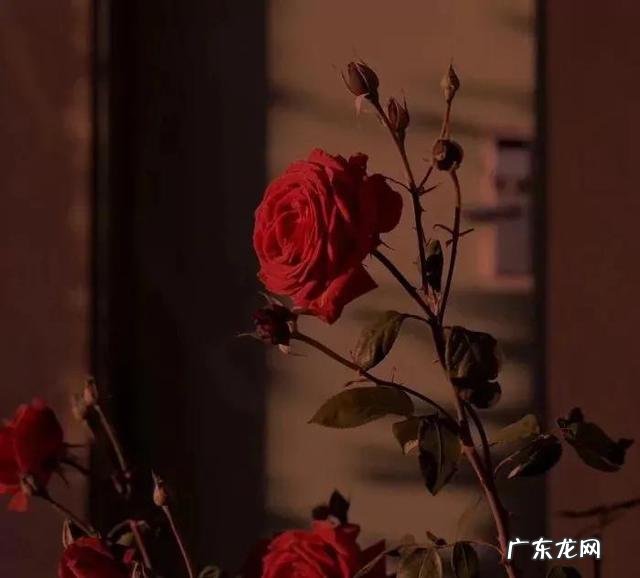 玫瑰颜色的含义及图片 不同的玫瑰花代表了什么