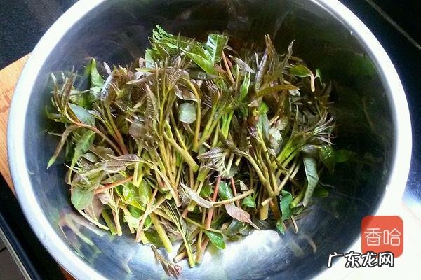 香椿如何腌制好吃 家常香椿的吃法做法分享