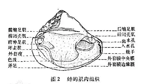 关于河蚌的简单介绍 食用河蚌有什么注意事项