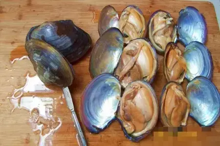 关于河蚌的简单介绍 食用河蚌有什么注意事项
