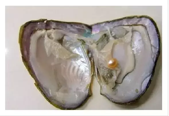 关于河蚌的简单介绍 食用河蚌有什么注意事项