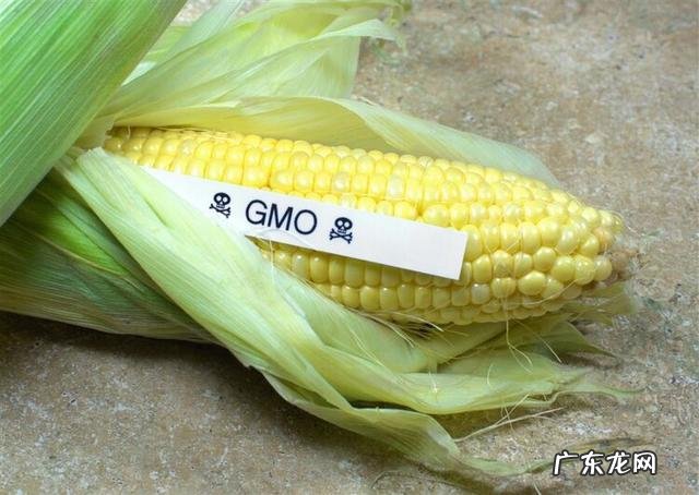 关于转基因食品的简单介绍 转基因食品致癌吗