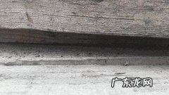 红蚂蚁咬人后如何治疗 被红火蚁咬到用这3招紧急自救
