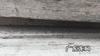 红蚂蚁咬人后如何治疗 被红火蚁咬到用这3招紧急自救
