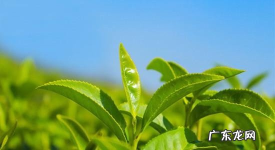 精油的正确使用方法介绍 精油用在护肤哪一步