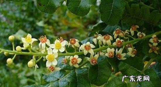 精油的正确使用方法介绍 精油用在护肤哪一步
