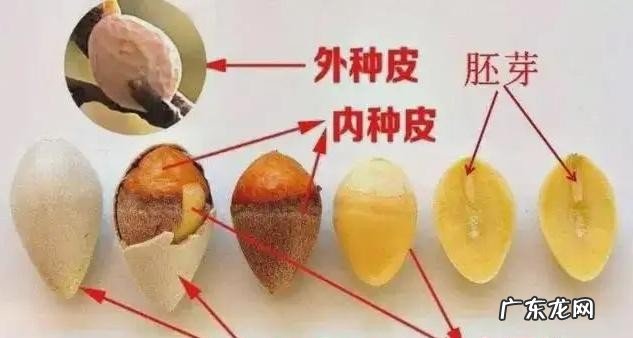 银杏果怎么处理才能吃 如何科学食用银杏果