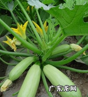 地胆头的功效与作用和煲汤方法 地胆头药膳大全分享