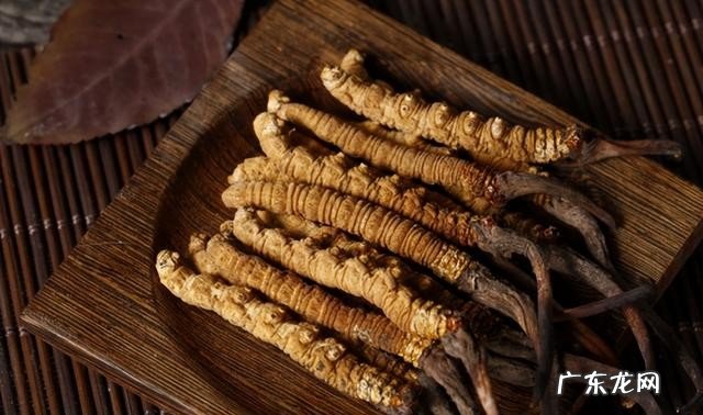 关于冬虫夏草的简单介绍 冬虫夏草有哪些药用价值