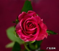 不同颜色的玫瑰代表什么意思 玫瑰花一般送几朵合适