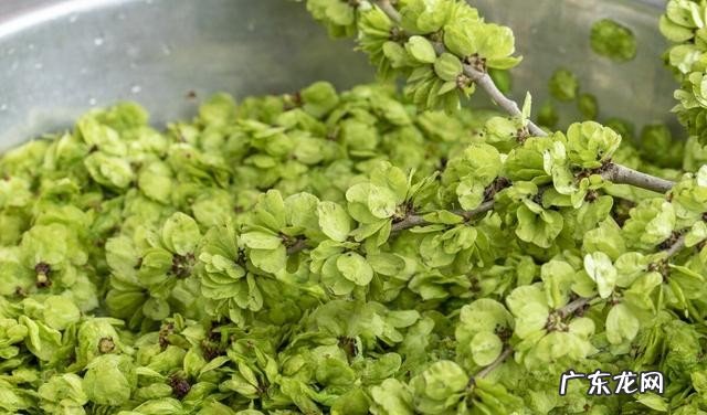 春季有哪些必吃的食物 清火养肝的野菜美食推荐