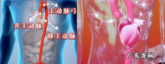 左后背痛是什么病的先兆 后背不同位置的疼痛预示哪些疾病