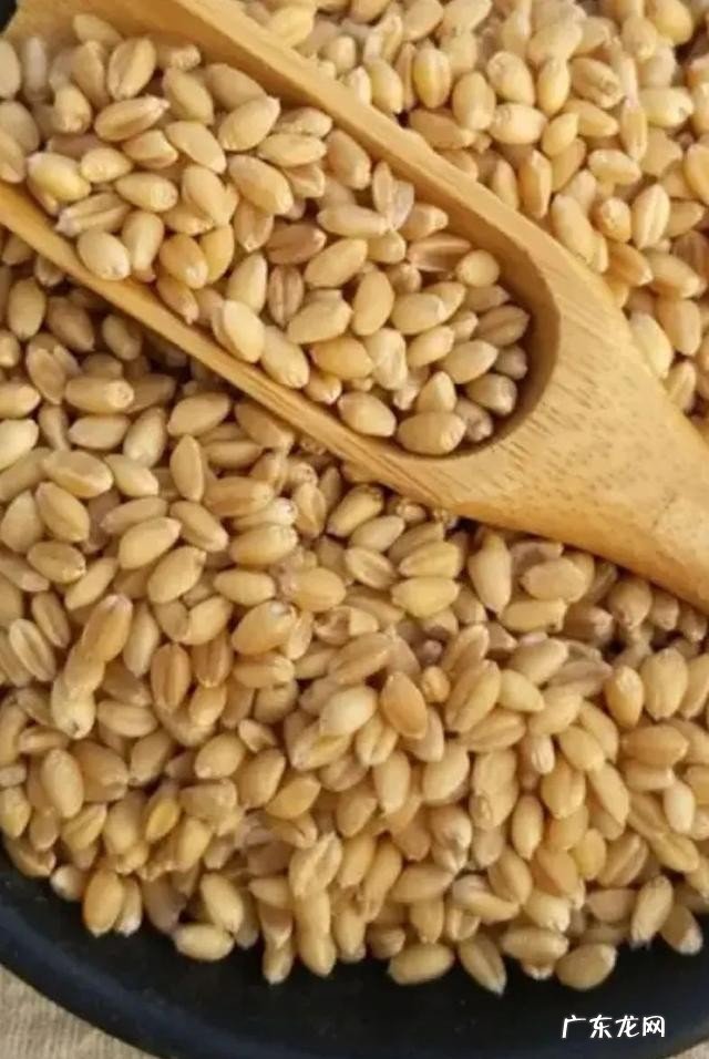甘麦大枣汤的做法教程分享 甘麦大枣汤的功效作用介绍