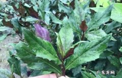 有哪些野菜不建议多吃 食用野菜有什么注意事项