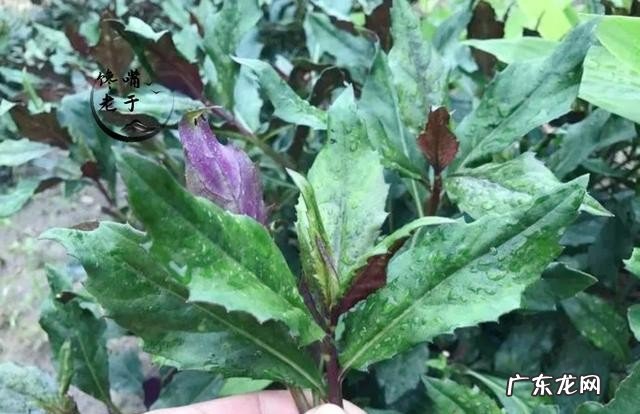 有哪些野菜不建议多吃 食用野菜有什么注意事项