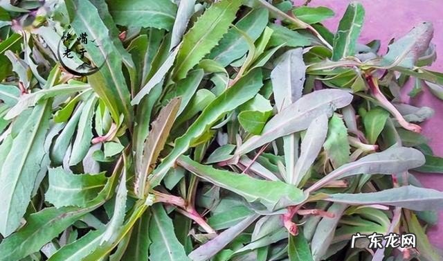 有哪些野菜不建议多吃 食用野菜有什么注意事项