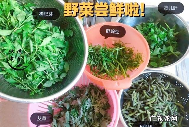 有哪些野菜不建议多吃 食用野菜有什么注意事项