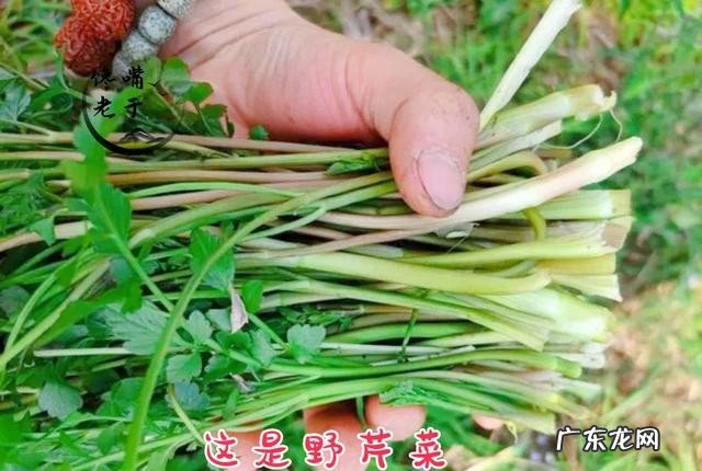 有哪些野菜不建议多吃 食用野菜有什么注意事项