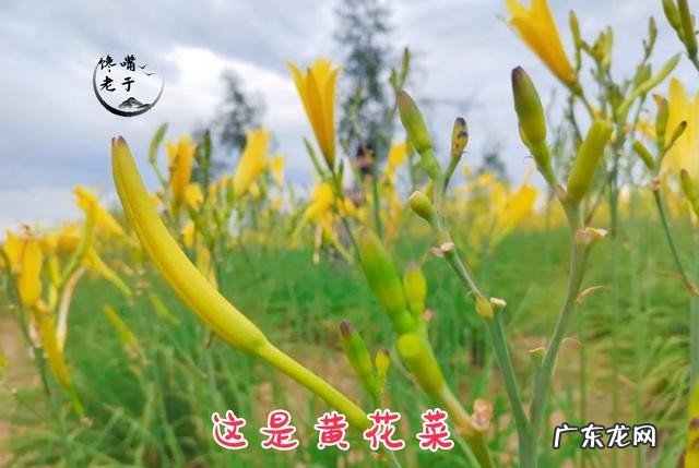 有哪些野菜不建议多吃 食用野菜有什么注意事项
