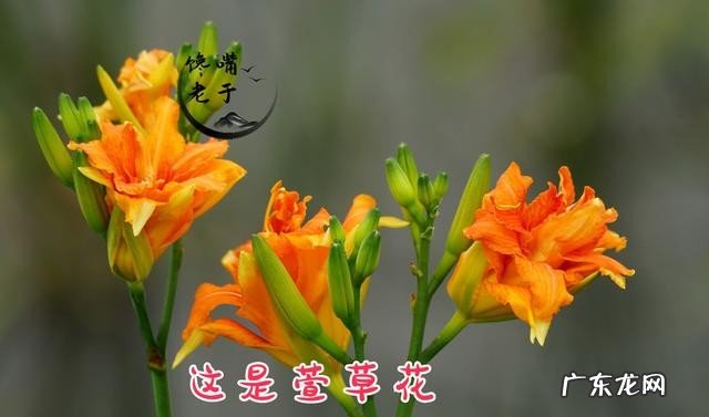 有哪些野菜不建议多吃 食用野菜有什么注意事项