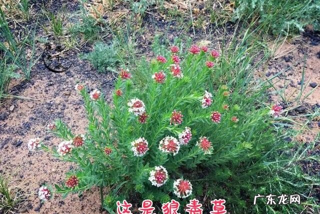 有哪些野菜不建议多吃 食用野菜有什么注意事项