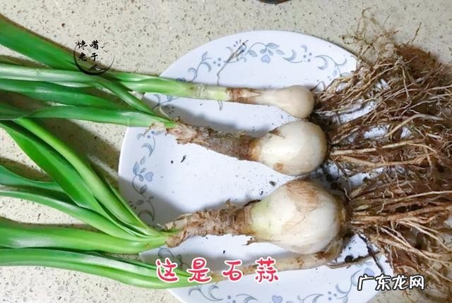 有哪些野菜不建议多吃 食用野菜有什么注意事项