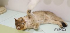 养金渐层猫的禁忌有哪些 金渐层怎么养才正确