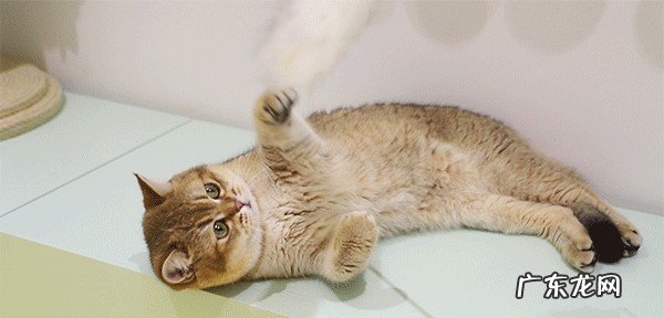 养金渐层猫的禁忌有哪些 金渐层怎么养才正确