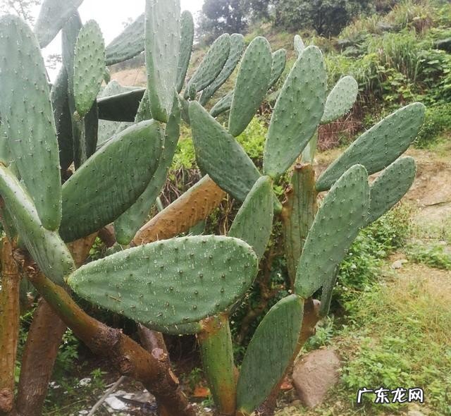 仙人掌怎么养高大挺拔 养仙人掌需要哪些条件