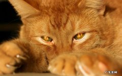 螃蟹炖猪脚是美味佳肴，但这些禁忌你必须知道！