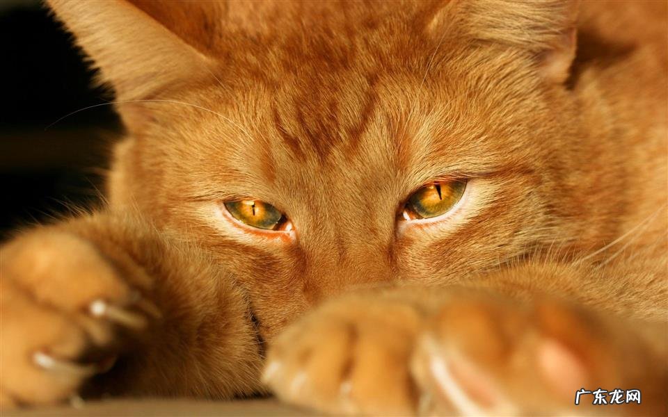 螃蟹炖猪脚是美味佳肴，但这些禁忌你必须知道！